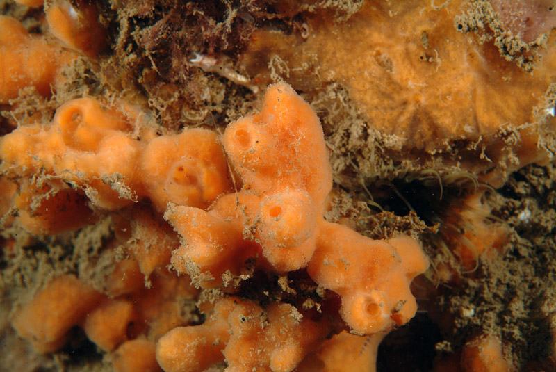 Haliclona ?